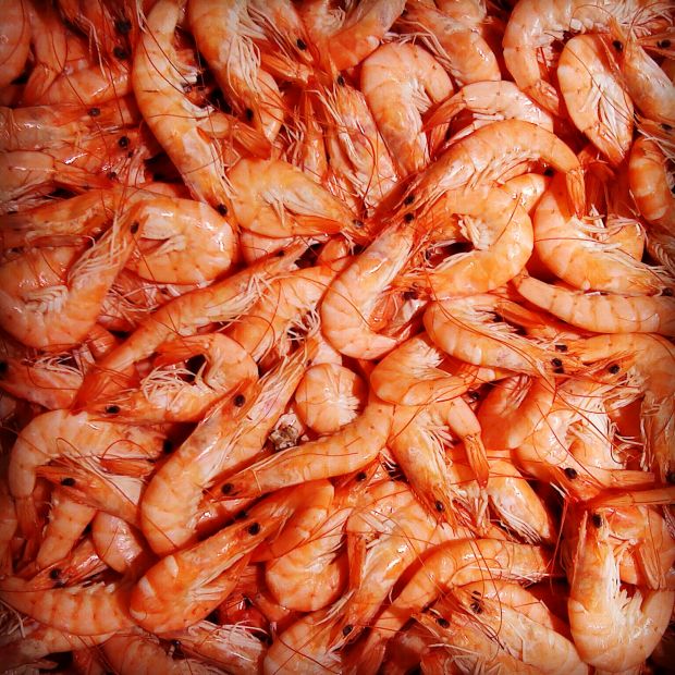 Most shrimp farms were found to be feeding antibiotics. Most shrimp farms were found to be feeding antibiotics.