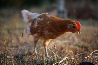 In the poultry sector a lot of focus is on the secure and smooth operation of the data transfer between the farm and the dashboard. In the poultry sector a lot of focus is on the secure and smooth operation of the data transfer between the farm and the dashboard.
