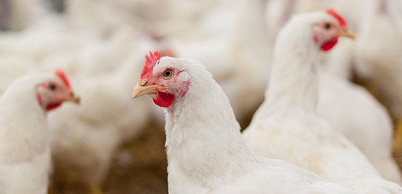 The company pushes for higher animal welfare. The company pushes for higher animal welfare.