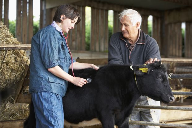 Three projects receive Care4Cattle grants for innovations in advancing the well-being of cattle. Three projects receive Care4Cattle grants for innovations in advancing the well-being of cattle.