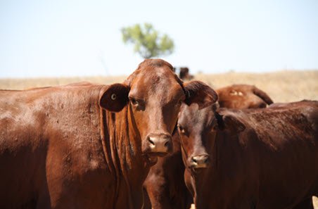 In line with the forecast decrease in slaughter, total beef production is projected to decline 4%, to 2.2 mill. t carcase weight (cwt) in 2019. In line with the forecast decrease in slaughter, total beef production is projected to decline 4%, to 2.2 mill. t carcase weight (cwt) in 2019.