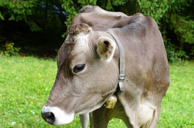 Beef production is currently a major source of greenhouse gases: reducing consumption and improving production methods to reduce emissions can both help address this. Beef production is currently a major source of greenhouse gases: reducing consumption and improving production methods to reduce emissions can both help address this.
