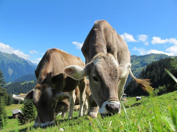 The Federal Ministry for Sustainability and Tourism intends to introduce a mandatory national indication of origin for processed foods (meat products, milk, egg products, processed products and dairy products). The Federal Ministry for Sustainability and Tourism intends to introduce a mandatory national indication of origin for processed foods (meat products, milk, egg products, processed products and dairy products).