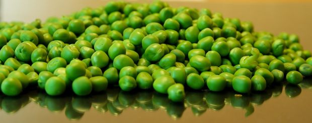 Pea protein in a basic ingredient of plant-based meats. Pea protein in a basic ingredient of plant-based meats.