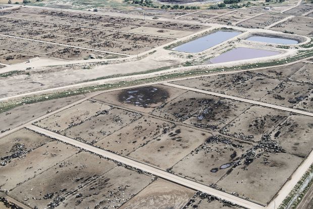 Sharp criticism is placed on the agreement. It does not include bans or restrictions on the use of meat-and-bone meal in animal feed and the beef would come from "feedlots" with an average of 30,000 fattening places where antibiotics would be used. Sharp criticism is placed on the agreement. It does not include bans or restrictions on the use of meat-and-bone meal in animal feed and the beef would come from "feedlots" with an average of 30,000 fattening places where antibiotics would be used.