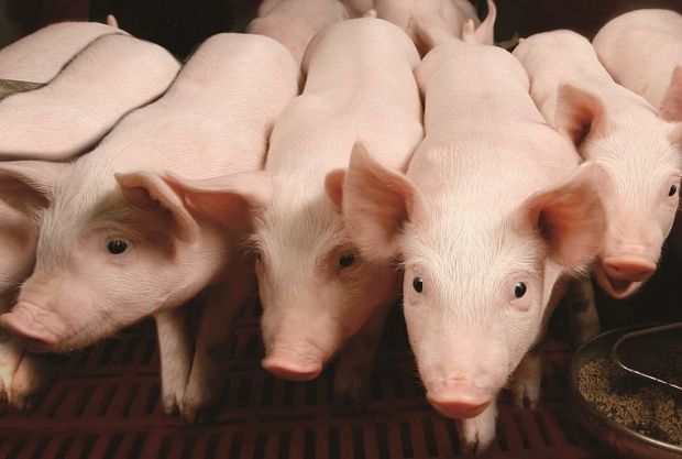 The meat producer hosts an independent inspection of its pigfarms by ecological NGO Ecopatrol. The meat producer hosts an independent inspection of its pigfarms by ecological NGO Ecopatrol.