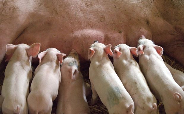 That brings the total number of cases China has reported since the first one in August 2018 to 143, with 1.16 mill. pigs culled, Yu told reporters at a briefing. That brings the total number of cases China has reported since the first one in August 2018 to 143, with 1.16 mill. pigs culled, Yu told reporters at a briefing.