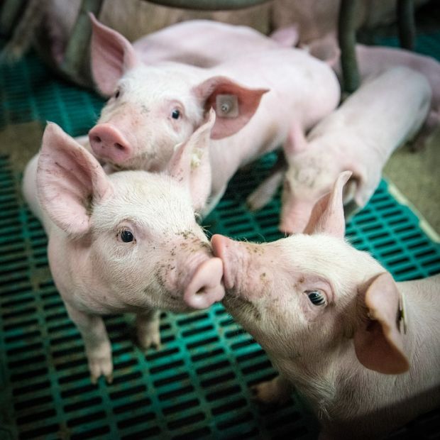 This decision will point the way for the future development of sow husbandry and piglet rearing in Germany. This decision will point the way for the future development of sow husbandry and piglet rearing in Germany.