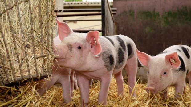 The path to greater vertical integration in pork production seems to be mapped out. The path to greater vertical integration in pork production seems to be mapped out.
