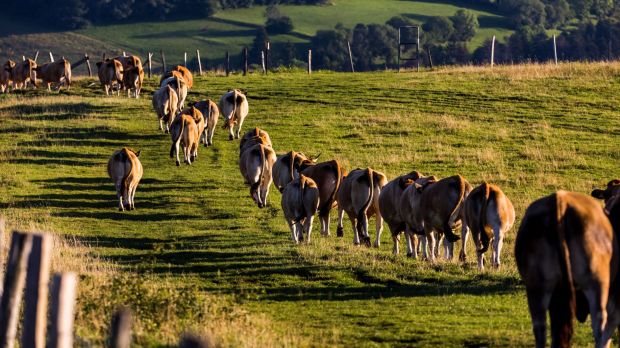 The authors of the study recommend that the dairy industry must make its production CO2-neutral and at the same time raise standards for animal welfare and production transparency. The authors of the study recommend that the dairy industry must make its production CO2-neutral and at the same time raise standards for animal welfare and production transparency.