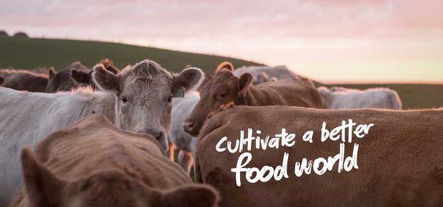 This project forms part of their “Cultivate Better” framework. This project forms part of their “Cultivate Better” framework.