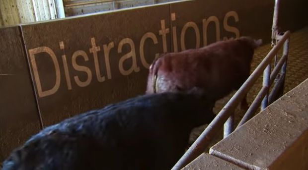 Among the Meat Institute’s most popular resources is its Glass Walls series of videos in which Grandin offers unscripted tours of cattle, pig, sheep and turkey plants. Among the Meat Institute’s most popular resources is its Glass Walls series of videos in which Grandin offers unscripted tours of cattle, pig, sheep and turkey plants.