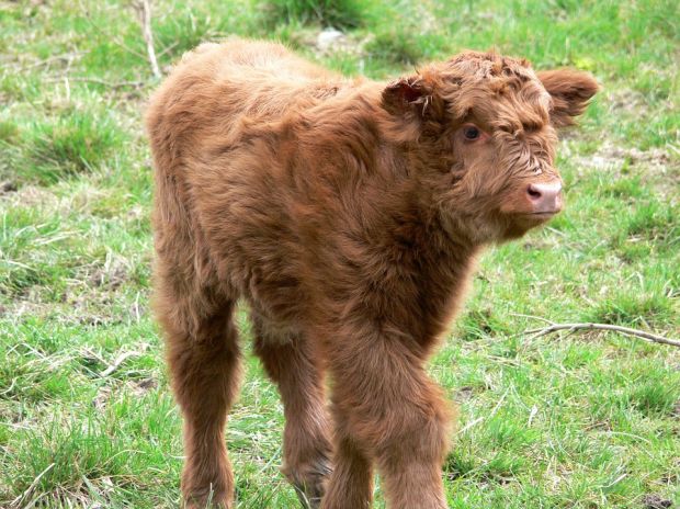 IFA National Livestock Chairman Angus Woods said farmers selling cattle at the current unviable prices are shipping major financial losses and facing financial ruin. IFA National Livestock Chairman Angus Woods said farmers selling cattle at the current unviable prices are shipping major financial losses and facing financial ruin.