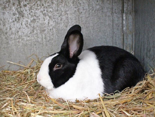 Most rabbit farming in the EU takes place in France, Hungary, Italy, Portugal and Spain. Most rabbit farming in the EU takes place in France, Hungary, Italy, Portugal and Spain.