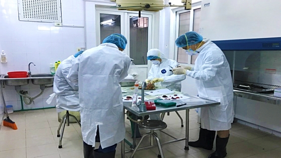 Before the training last year, NCVD had to send suspected ASF samples to reference laboratories abroad for confirmation. Before the training last year, NCVD had to send suspected ASF samples to reference laboratories abroad for confirmation.