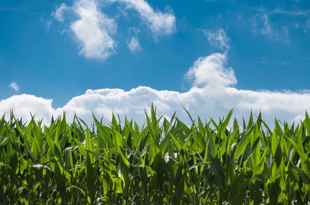 Since 2015, one in every five bushels of added feed demand for corn is due to beef and pork exports. Since 2015, one in every five bushels of added feed demand for corn is due to beef and pork exports.