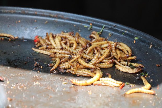 As an alternative to soybean animal feed insects are promoted, especially mealworms. As an alternative to soybean animal feed insects are promoted, especially mealworms.