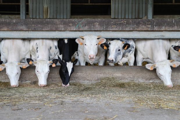 Which countries dominate the livestock trade? Which countries dominate the livestock trade?