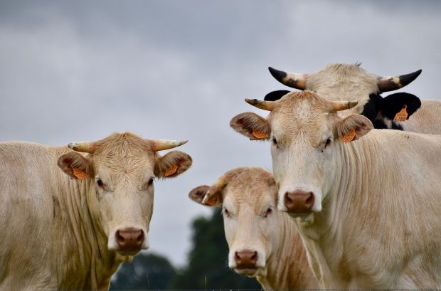 LSD is a viral disease of cattle. LSD is a viral disease of cattle.