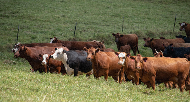 America’s beef farmers want certainty that a Foot-and-Mouth Disease vaccine bank will be authorized and funded and that trade promotion and access to foreign markets will remain a priority. America’s beef farmers want certainty that a Foot-and-Mouth Disease vaccine bank will be authorized and funded and that trade promotion and access to foreign markets will remain a priority.