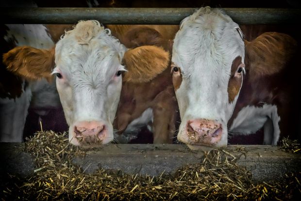 The FAO Meat Price Index was up slightly, supported by higher prices of bovine and pig meat. The FAO Meat Price Index was up slightly, supported by higher prices of bovine and pig meat.