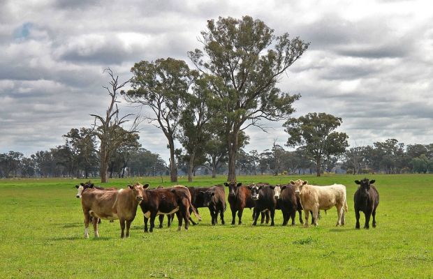 In the wake of the Aussie Farms online interactive map’s launch last week, it’s important to recognise the red meat industry’s commitment to maintaining high standards of animal welfare, as well as the entire supply chain’s attitude to honesty and openness. In the wake of the Aussie Farms online interactive map’s launch last week, it’s important to recognise the red meat industry’s commitment to maintaining high standards of animal welfare, as well as the entire supply chain’s attitude to honesty and openness.