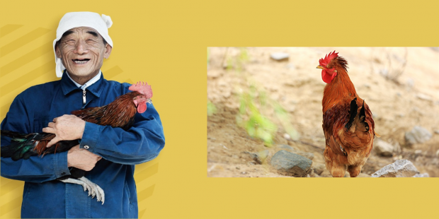 Back in 2016, JD.com turned its hand to revolutionizing a whole new industry: raising chickens. Back in 2016, JD.com turned its hand to revolutionizing a whole new industry: raising chickens.