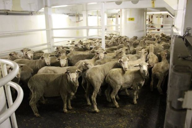 The moratorium, to take effect from 1 June 2019, will mean no shipments of Australian sheep will depart any Australian port for the Middle East during the highest heat stress risk period of the northern summer. The moratorium, to take effect from 1 June 2019, will mean no shipments of Australian sheep will depart any Australian port for the Middle East during the highest heat stress risk period of the northern summer.