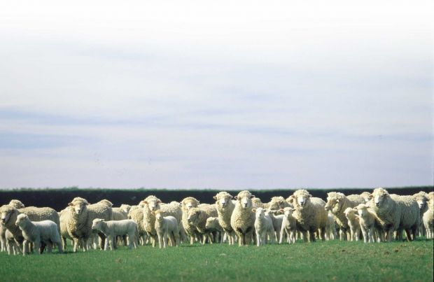 The Veterinary Agreement is key to New Zealand’s sheep and beef exports to Europe as it establishes the principle of equivalence of sanitary measures and has reduced many potential trade irritants. The Veterinary Agreement is key to New Zealand’s sheep and beef exports to Europe as it establishes the principle of equivalence of sanitary measures and has reduced many potential trade irritants.