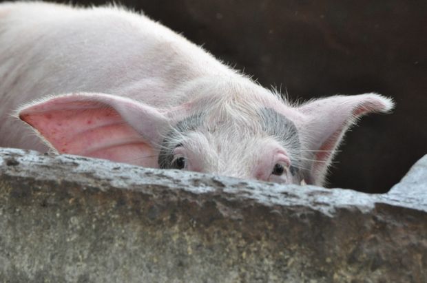 The lower pig population as well as the increased number of piglets and pigs exported abroad also caused the Danish pig slaughter rate to fall significantly. The lower pig population as well as the increased number of piglets and pigs exported abroad also caused the Danish pig slaughter rate to fall significantly.
