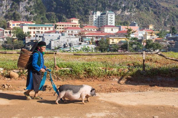 Vietnam has more than 27 mill. pigs, most of which are consumed domestically. Vietnam has more than 27 mill. pigs, most of which are consumed domestically.