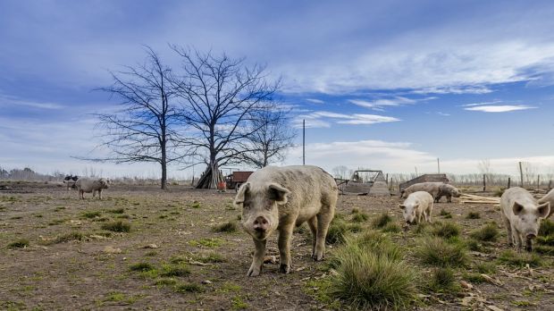 With no vaccine to protect animals, researchers say the virus – which can survive for more than a year in dry-cured ham – is a particular risk to countries such as Thailand, Vietnam and Myanmar. With no vaccine to protect animals, researchers say the virus – which can survive for more than a year in dry-cured ham – is a particular risk to countries such as Thailand, Vietnam and Myanmar.