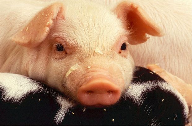 Despite no statutory requirement, the FDA currently holds regulatory authority over gene editing in food-producing animals. Despite no statutory requirement, the FDA currently holds regulatory authority over gene editing in food-producing animals.