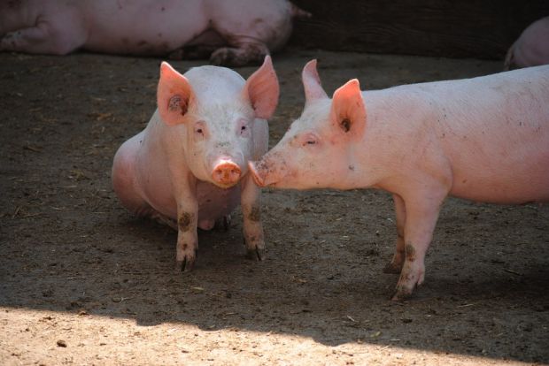 The crisis turned out to be a boom for the pork industry which last year saw its highest fresh meat sales in three years. The crisis turned out to be a boom for the pork industry which last year saw its highest fresh meat sales in three years.