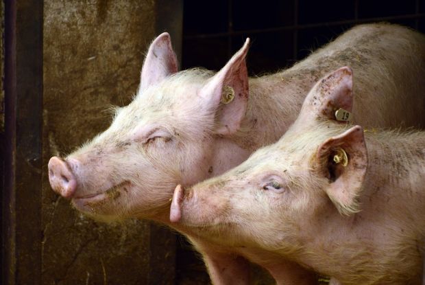 Following reports that a meat processor is involved in importing pork from Poland IFA demands an immediate ban on any pork imports from countries affected by ASF. Following reports that a meat processor is involved in importing pork from Poland IFA demands an immediate ban on any pork imports from countries affected by ASF.