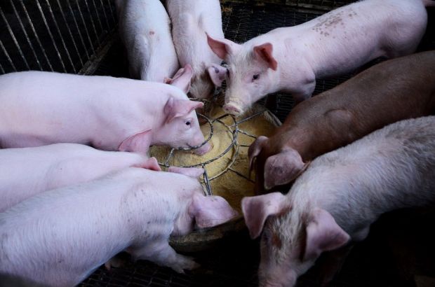Almost 13 years ago, the feeding of food waste was banned throughout the EU in order to prevent the spread of classical swine fever, which is now more than relevant with ASF. Almost 13 years ago, the feeding of food waste was banned throughout the EU in order to prevent the spread of classical swine fever, which is now more than relevant with ASF.