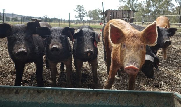 PED affects pigs but poses no risk to human health. PED affects pigs but poses no risk to human health.
