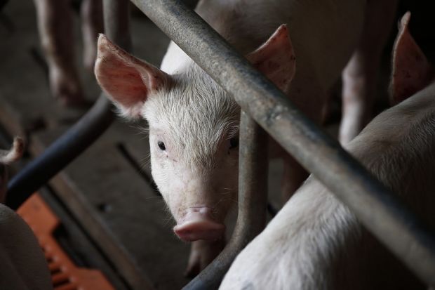 African swine fever, which does not harm humans, has a high mortality rate in pigs and has no vaccine or cure. African swine fever, which does not harm humans, has a high mortality rate in pigs and has no vaccine or cure.