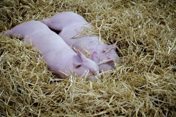 The EU does not import much pig meat; however, imports rose 18% year-on-year in January. The EU does not import much pig meat; however, imports rose 18% year-on-year in January.