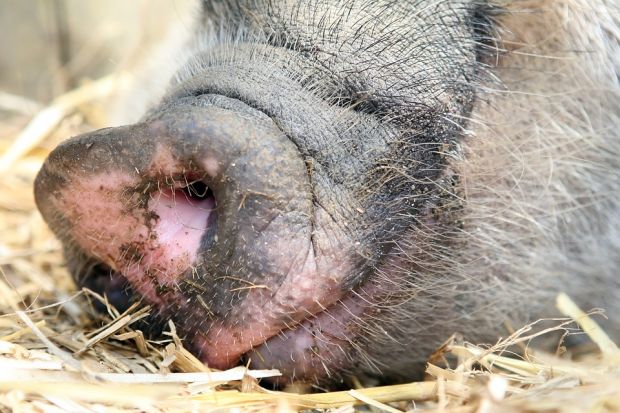The number of breeding pigs, which is important for the further development of production, grew in the US and Canada only below average by 1%. The number of breeding pigs, which is important for the further development of production, grew in the US and Canada only below average by 1%.