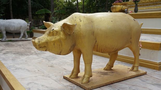 Millions of pigs have been slaughtered in China, Hong Kong and Vietnam to try to stop the spread of the disease. Millions of pigs have been slaughtered in China, Hong Kong and Vietnam to try to stop the spread of the disease.
