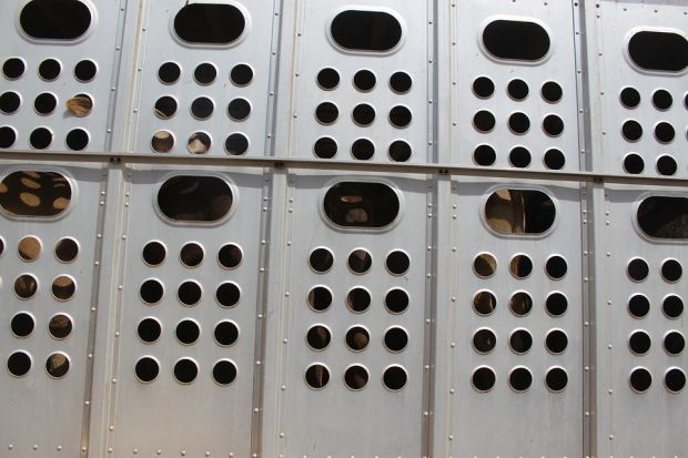 This marks an important achievement with the publication of amendments to the Health of Animals Regulations (Part XII) on animal transportation. This marks an important achievement with the publication of amendments to the Health of Animals Regulations (Part XII) on animal transportation.
