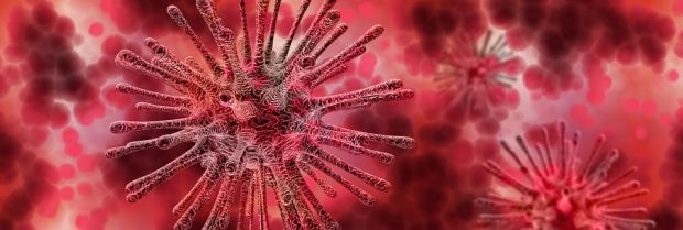 Published in Frontiers in Immunology, the study shows that when some pigs were challenged with a virulent strain of ASF after receiving a vaccine that included the identified proteins, the level of virus in the blood was reduced. Published in Frontiers in Immunology, the study shows that when some pigs were challenged with a virulent strain of ASF after receiving a vaccine that included the identified proteins, the level of virus in the blood was reduced.