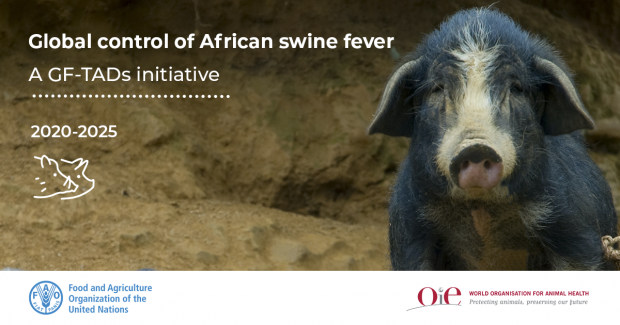 OIE and FAO issued an appeal for the global control of ASF. OIE and FAO issued an appeal for the global control of ASF.