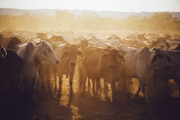 Demand for livestock is increasing due to the reduction in air transit limiting access to chilled/frozen meat. Demand for livestock is increasing due to the reduction in air transit limiting access to chilled/frozen meat.