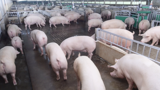 CPF’s pig farms are operated under 3 Ts (No Testicles, No Teeth Clipping and No Tail Docking). CPF’s pig farms are operated under 3 Ts (No Testicles, No Teeth Clipping and No Tail Docking).
