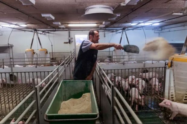 Danish Crown's owners account for 38% of Danish pig production. Danish Crown's owners account for 38% of Danish pig production.