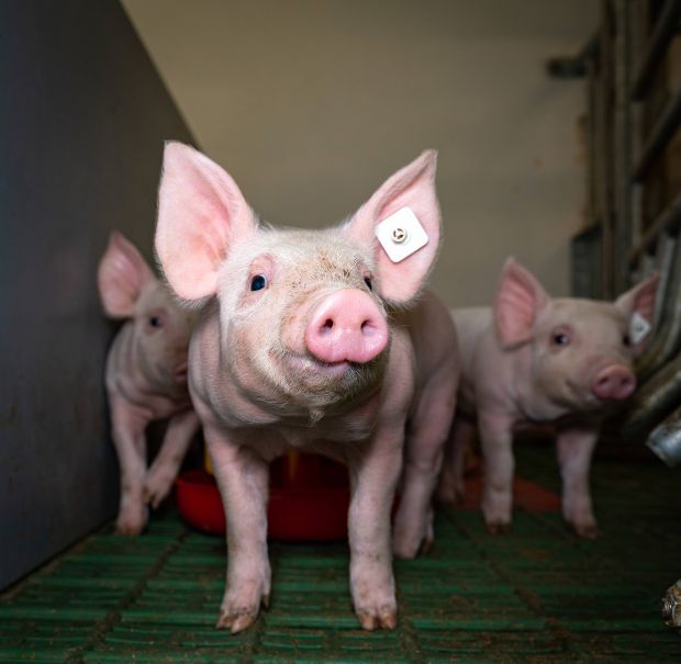 Pig farmers who are located in the security zones within a radius of 15 km are currently not allowed to hand over animals to slaughterhouses. This also applies to piglets that should be delivered to fattening farms. Pig farmers who are located in the security zones within a radius of 15 km are currently not allowed to hand over animals to slaughterhouses. This also applies to piglets that should be delivered to fattening farms.