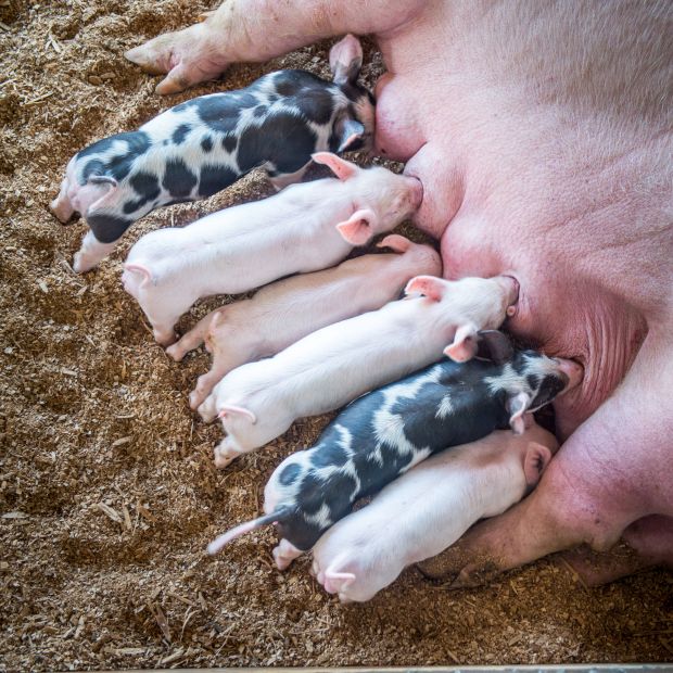 Producers intend to have 3.12 million sows farrow from December to February 2021. Producers intend to have 3.12 million sows farrow from December to February 2021.