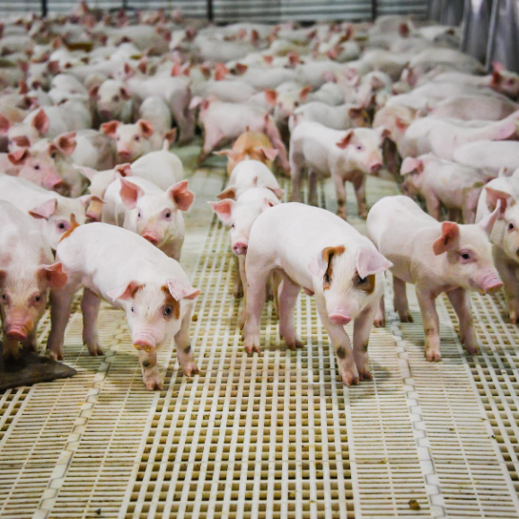 The risk of producing carcasses with sexual boar taint requires detection at the slaughterhouse. The risk of producing carcasses with sexual boar taint requires detection at the slaughterhouse.